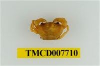 藏品(藍灰澤蟹)的圖片